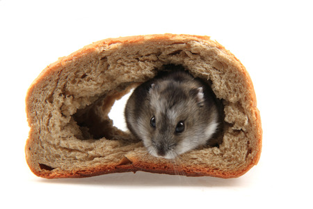 Dzungarian hamster in your house Dzungarian hamster in your house